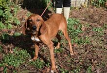 CLOTILDA, Hund, Mischlingshund in Italien - Bild 8