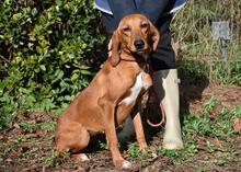 CLOTILDA, Hund, Mischlingshund in Italien - Bild 9