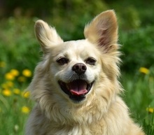 ZAFIRS264, Hund, Mischlingshund in Slowakische Republik - Bild 1