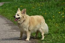ZAFIRS264, Hund, Mischlingshund in Slowakische Republik - Bild 10