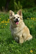ZAFIRS264, Hund, Mischlingshund in Slowakische Republik - Bild 11