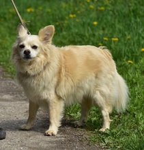ZAFIRS264, Hund, Mischlingshund in Slowakische Republik - Bild 12