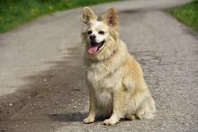 ZAFIRS264, Hund, Mischlingshund in Slowakische Republik - Bild 13