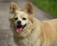 ZAFIRS264, Hund, Mischlingshund in Slowakische Republik - Bild 2