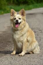 ZAFIRS264, Hund, Mischlingshund in Slowakische Republik - Bild 3