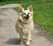 ZAFIRS264, Hund, Mischlingshund in Slowakische Republik - Bild 4
