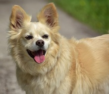 ZAFIRS264, Hund, Mischlingshund in Slowakische Republik - Bild 5