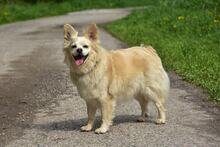 ZAFIRS264, Hund, Mischlingshund in Slowakische Republik - Bild 6