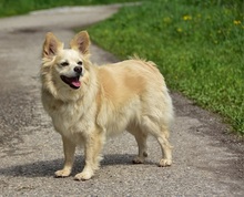 ZAFIRS264, Hund, Mischlingshund in Slowakische Republik - Bild 7