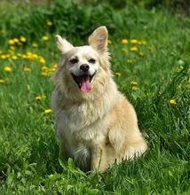 ZAFIRS264, Hund, Mischlingshund in Slowakische Republik - Bild 8
