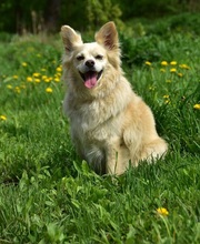 ZAFIRS264, Hund, Mischlingshund in Slowakische Republik - Bild 9