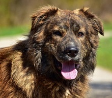 MANFREDS266, Hund, Mischlingshund in Slowakische Republik - Bild 1
