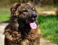MANFREDS266, Hund, Mischlingshund in Slowakische Republik - Bild 10