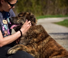 MANFREDS266, Hund, Mischlingshund in Slowakische Republik - Bild 12