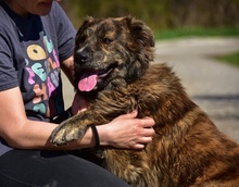 MANFREDS266, Hund, Mischlingshund in Slowakische Republik - Bild 13