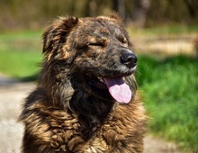 MANFREDS266, Hund, Mischlingshund in Slowakische Republik - Bild 15