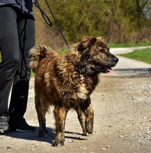 MANFREDS266, Hund, Mischlingshund in Slowakische Republik - Bild 16