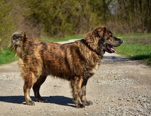 MANFREDS266, Hund, Mischlingshund in Slowakische Republik - Bild 2