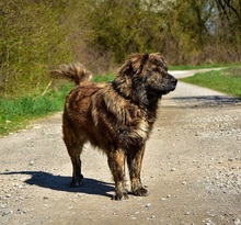 MANFREDS266, Hund, Mischlingshund in Slowakische Republik - Bild 4
