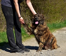 MANFREDS266, Hund, Mischlingshund in Slowakische Republik - Bild 7