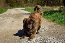 MANFREDS266, Hund, Mischlingshund in Slowakische Republik - Bild 8
