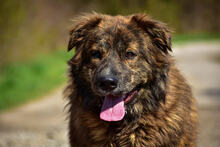 MANFREDS266, Hund, Mischlingshund in Slowakische Republik - Bild 9