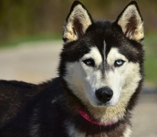 DORY, Hund, Siberian Husky-Mix in Slowakische Republik - Bild 1