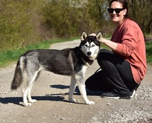 DORY, Hund, Siberian Husky-Mix in Slowakische Republik - Bild 10