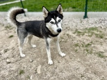 DORY, Hund, Siberian Husky-Mix in Slowakische Republik - Bild 2