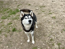 DORY, Hund, Siberian Husky-Mix in Slowakische Republik - Bild 3