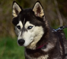DORY, Hund, Siberian Husky-Mix in Slowakische Republik - Bild 4