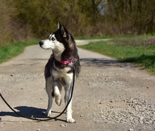 DORY, Hund, Siberian Husky-Mix in Slowakische Republik - Bild 5