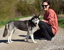 DORY, Hund, Siberian Husky-Mix in Slowakische Republik - Bild 6