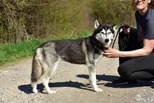 DORY, Hund, Siberian Husky-Mix in Slowakische Republik - Bild 7
