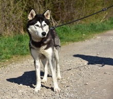 DORY, Hund, Siberian Husky-Mix in Slowakische Republik - Bild 9