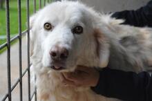 MAKOTO, Hund, Maremmano-Mix in Italien - Bild 1
