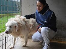 MAKOTO, Hund, Maremmano-Mix in Italien - Bild 2