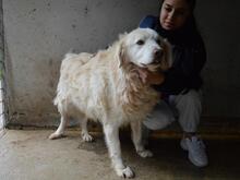 MAKOTO, Hund, Maremmano-Mix in Italien - Bild 3