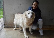 MAKOTO, Hund, Maremmano-Mix in Italien - Bild 4
