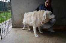 MAKOTO, Hund, Maremmano-Mix in Italien - Bild 6