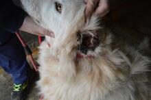 MAKOTO, Hund, Maremmano-Mix in Italien - Bild 7