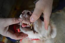 MAKOTO, Hund, Maremmano-Mix in Italien - Bild 8