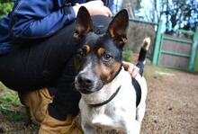 MATTEUCCIO, Hund, Jack Russell Terrier-Mix in Italien - Bild 1