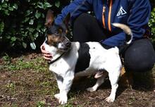 MATTEUCCIO, Hund, Jack Russell Terrier-Mix in Italien - Bild 2