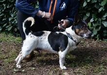 MATTEUCCIO, Hund, Jack Russell Terrier-Mix in Italien - Bild 3