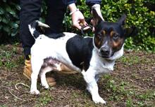 MATTEUCCIO, Hund, Jack Russell Terrier-Mix in Italien - Bild 4