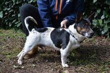 MATTEUCCIO, Hund, Jack Russell Terrier-Mix in Italien - Bild 5