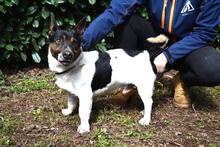 MATTEUCCIO, Hund, Jack Russell Terrier-Mix in Italien - Bild 6