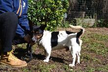 MATTEUCCIO, Hund, Jack Russell Terrier-Mix in Italien - Bild 7