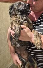 MAJA, Hund, Mischlingshund in Rumänien - Bild 11